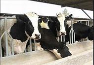 تحقیق اصول و راه کارهای پرورش گاو شیری و گوساله